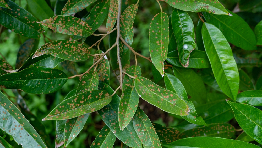 Cách trị lá sầu riêng bị đốm đen