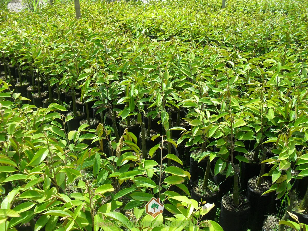 Các tiêu chuẩn để chọn giống sầu riêng Ri6