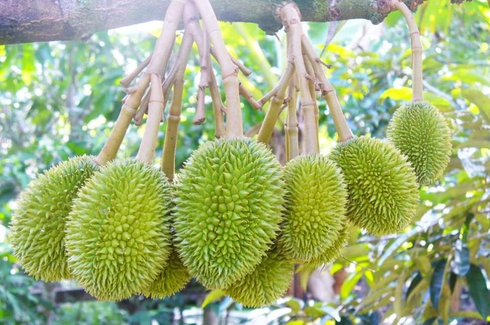 Các quy trình và kỹ thuật để trồng sầu riêng Ri6