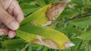 Bệnh Cháy Lá Sầu Riêng Cách Trị & Thuốc Đặc Trị Cháy Lá