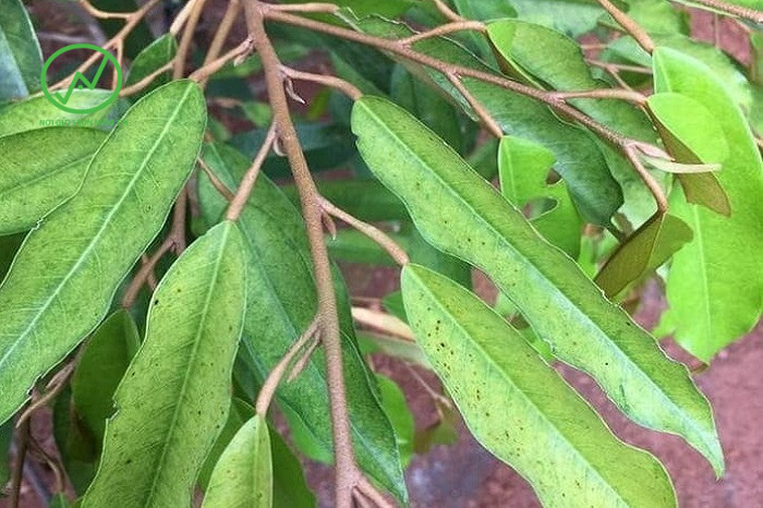 Biểu hiện nhện đỏ hại sầu riêng như thế nào?