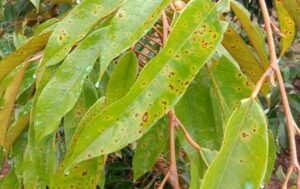 Lá Sầu Riêng Bị Đốm Vàng | Cách trị & Thuốc Trị Bệnh Đốm Đen