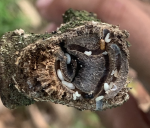 Mọt Đục Cành Sầu Riêng, Cách Trị &Thuốc Đặc Trị Dứt Điểm