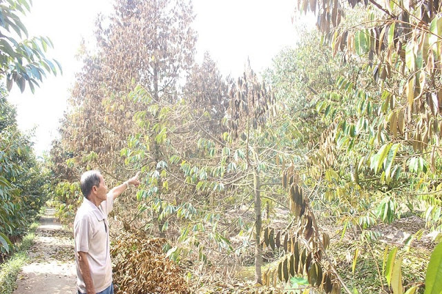 Vàng lá do thối rễ