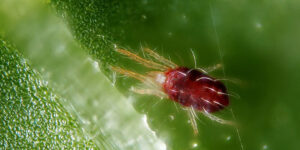 Nhện Đỏ Hại Sầu Riêng: Dấu Hiệu & Cách Phòng Trị Bệnh