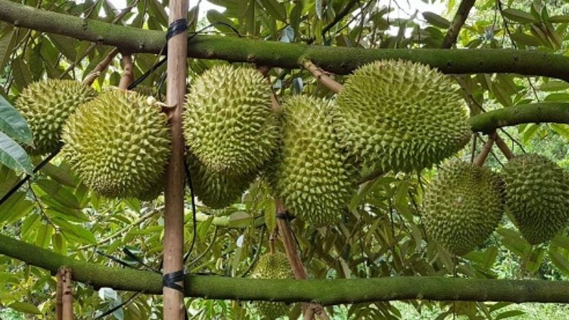 Những điều cần xem xét trước khi trồng sầu riêng Musang King