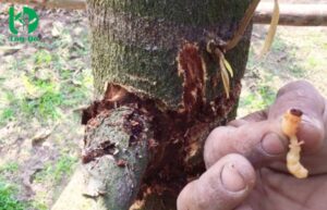 Sâu Đục Thân Sầu Riêng, Cách Điều Trị & Thuốc Trị Hiệu Quả