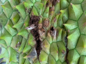 Sâu Đục Trái Sầu Riêng, Cách Phòng Trừ Sâu Đục Hiệu Quả