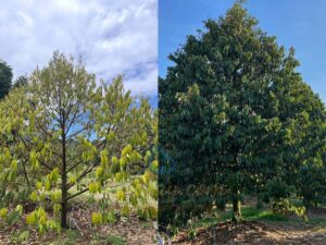 Cây Sầu Riêng Bị Rụng Lá & Vàng Lá | Nguyên Nhân & Cách Trị