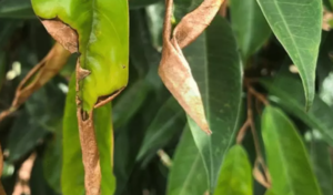 Sầu Riêng Bị Xoăn Lá Non, Nguyên Nhân và Cách Khắc Phục