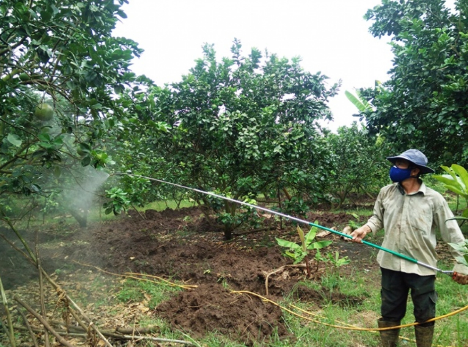 Thuốc đặc trị sầu riêng bị xoăn lá non