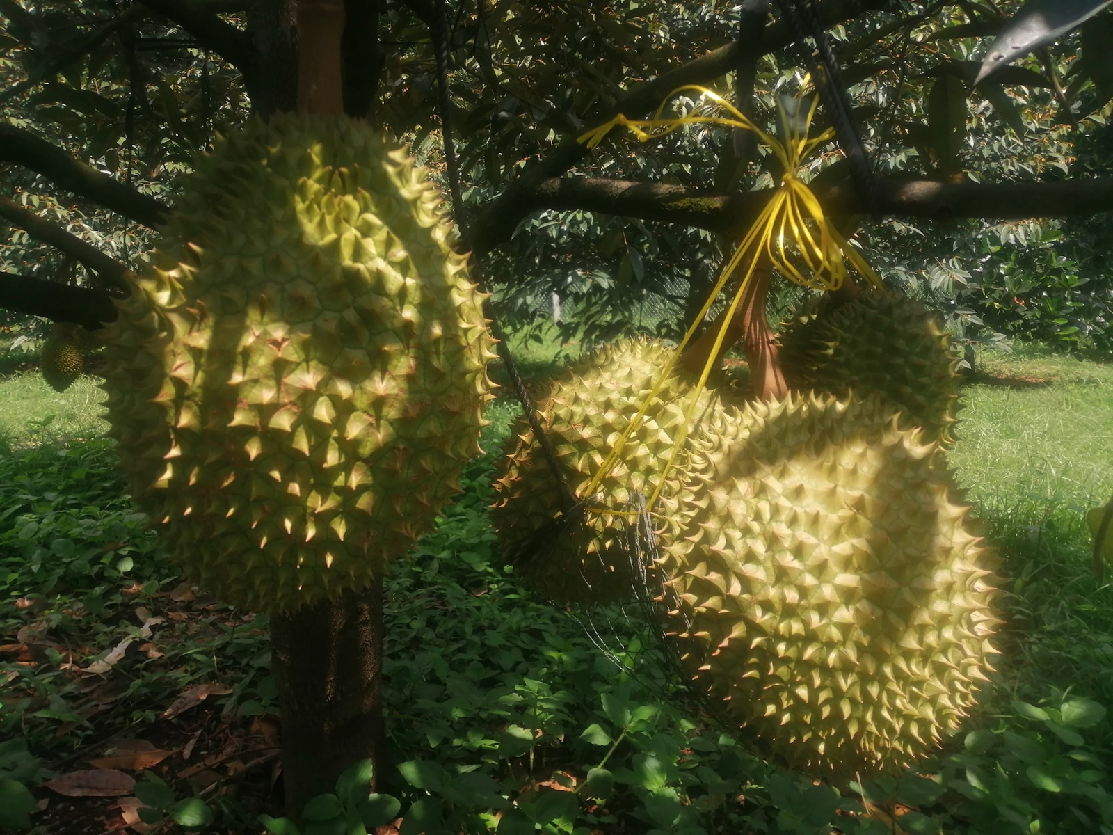 Thời điểm thích hợp giá sầu riêng Thái rẻ