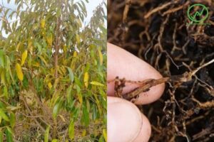 Thuốc Trị Bệnh Vàng Lá Thối Rễ Sầu Riêng Hiệu Quả