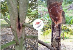 Top 7+ Thuốc Trị Xì Mủ Sầu Riêng Hiệu Quả & Dứt Điểm