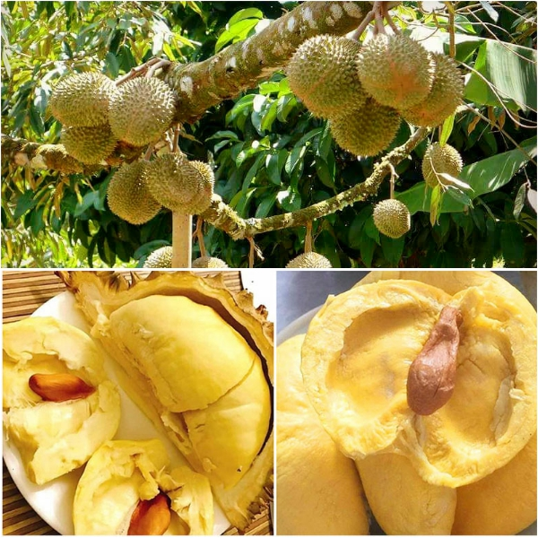 Giá Sầu Riêng Musang King Hôm Nay Bao Nhiêu