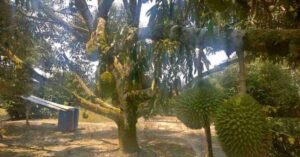 Có Nên Trồng Sầu Riêng Musang King Không