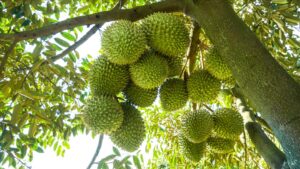 Cách Trồng Sầu Riêng Ri6 Năng Suất