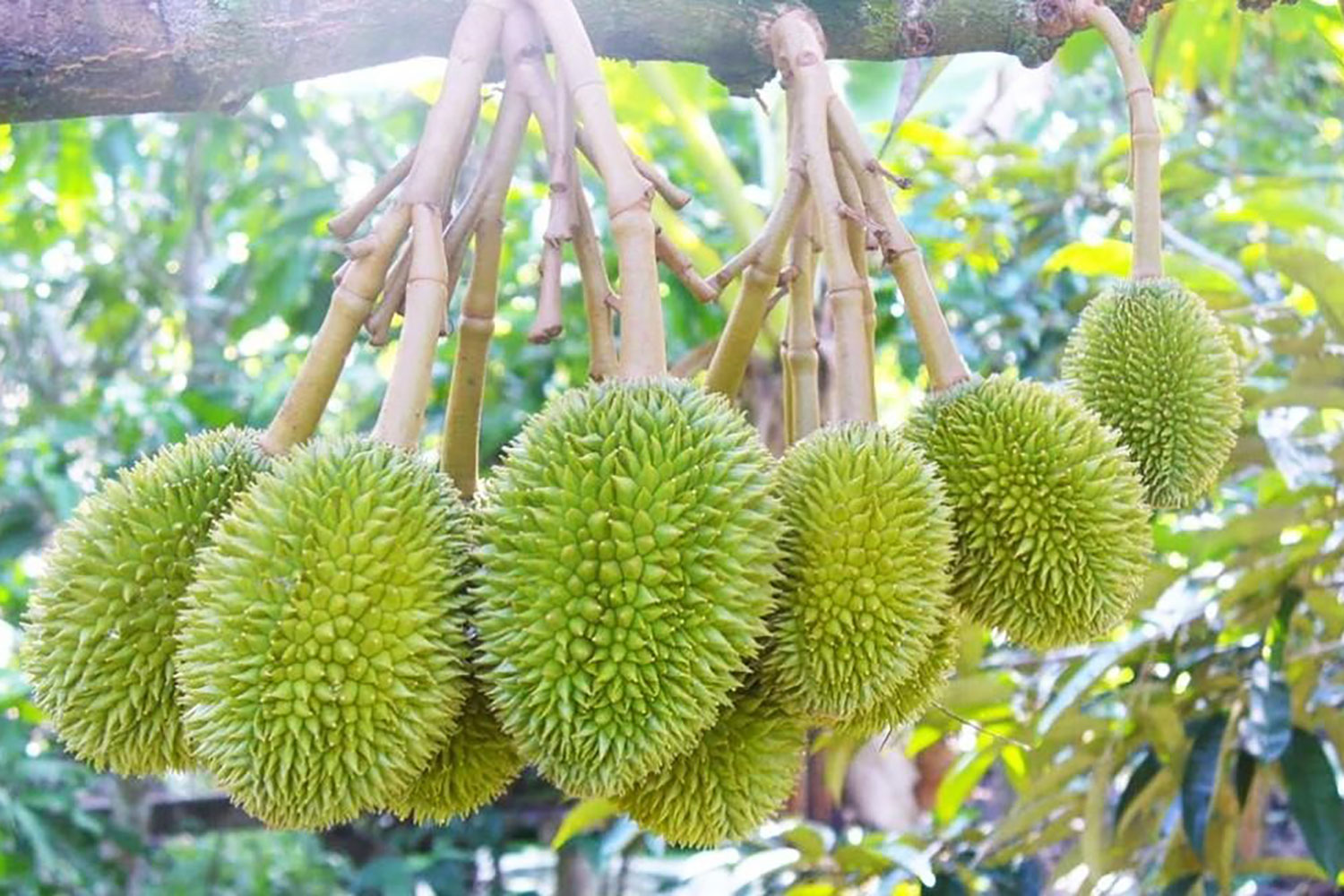 Vựa sầu riêng Ngũ Hiệp