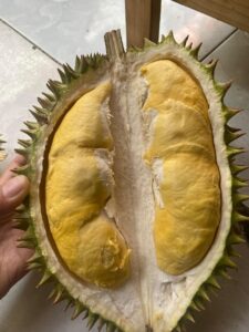 Sầu Riêng Ri6 Loại 1 Là Gì? Tiêu Chuẩn Sầu Riêng Ri6 Xuất Khẩu