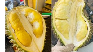 Phân Biệt Và So Sánh Sầu Riêng Ri6 Và Monthong