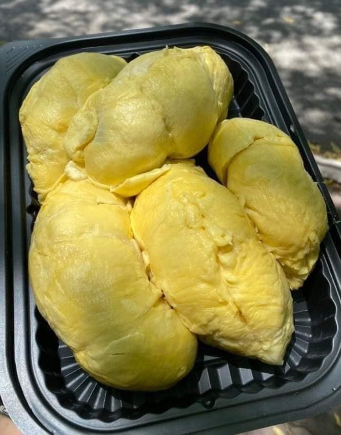 Sầu Chuồng Bò