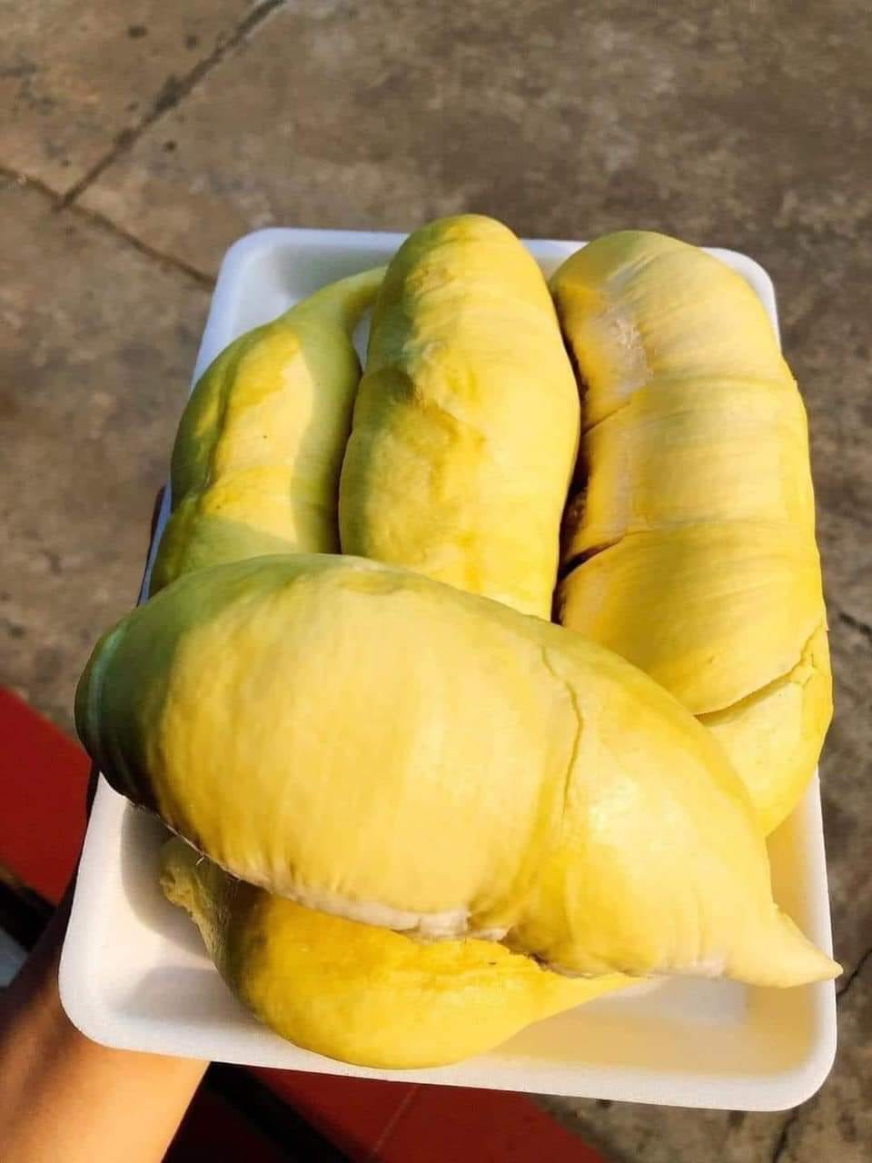 Sầu Dona