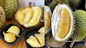 So Sánh Sầu Riêng Monthong Và Dona – Loại Nào Ngon Hơn?