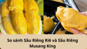 So Sánh Sầu Riêng Ri6 Và Musang King