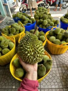 Sầu Riêng Ri6 Mini là Gì? Mua Ở Đâu Có Ngon Không?