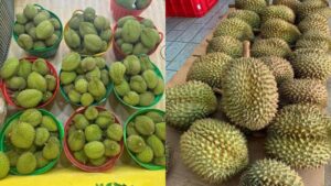 Nên Trồng Sầu Riêng Ri6 Hay Monthong?