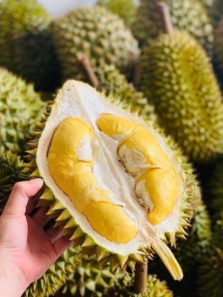 So sánh hương vị và mùi thơm của sầu ri6 và sầu musang king sầu ri6 và sầu musang king