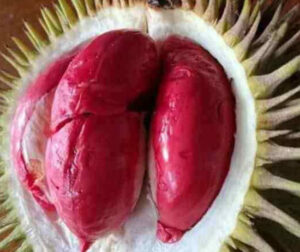 Sầu Riêng Ruột Đỏ Musang King Malaysia Thông Tin & Đặc Điểm