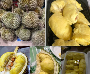 Top 6 Loại Sầu Riêng Miền Tây Phổ Biến Hiện Nay