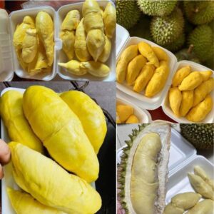 Các Loại Sầu Riêng Ở Việt Nam Phổ Biến Hiện Nay