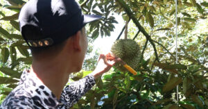 Cách Nhận Biết Gõ Sầu Riêng Già Trên Cây Chuẩn