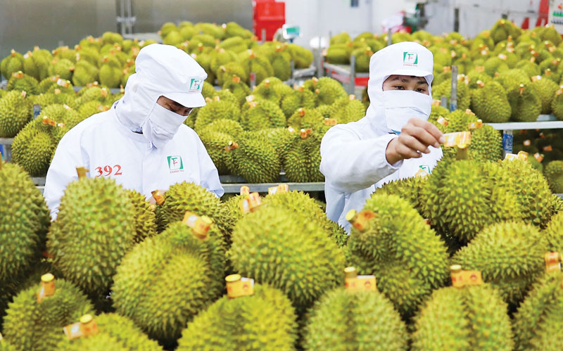 Mẹo giúp xuất khẩu sầu riêng sang Nhật thành công
