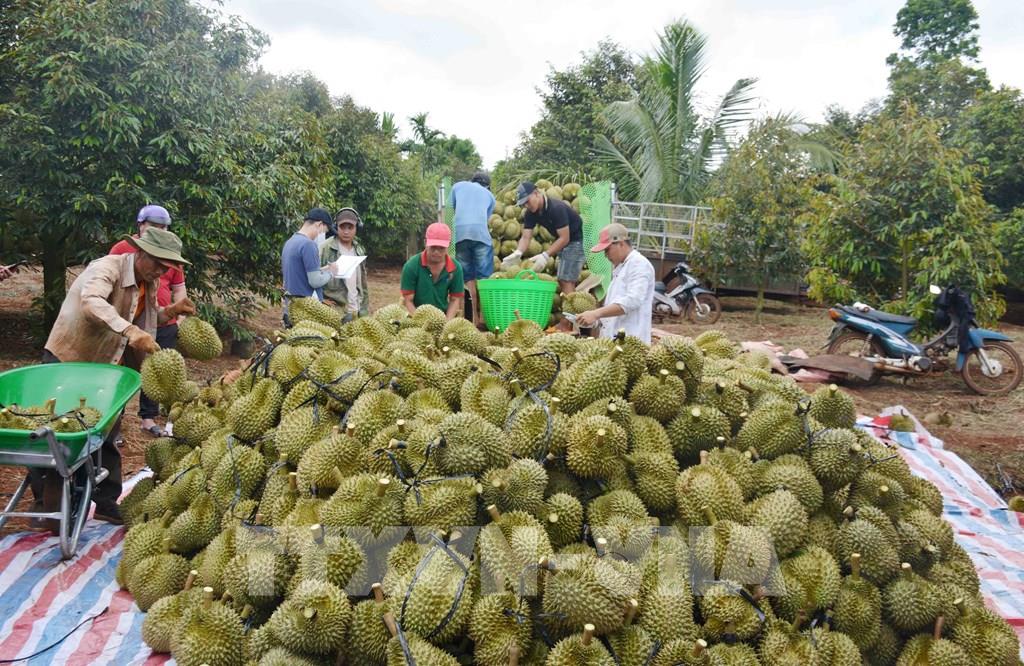 Lưu ý khi mua bán sầu riêng tại vườn