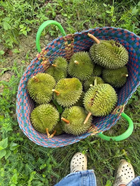 Vì sao sầu riêng Đà Lạt được ưa chuộng?