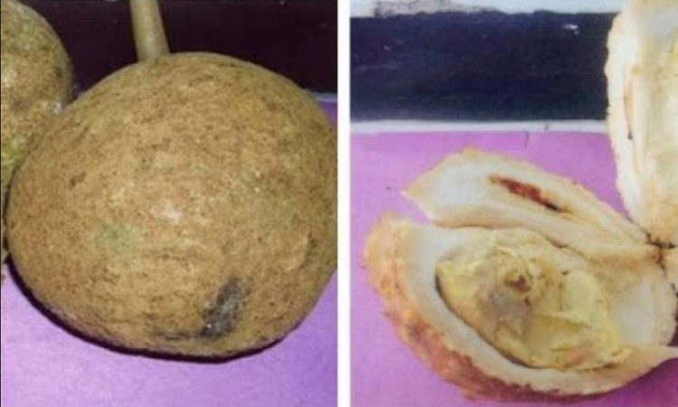 Mua sầu riêng không gai ở đâu uy tín?