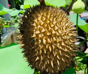 Gai Sầu Riêng Có Độc Không? Kiến Thức Hữu Ích