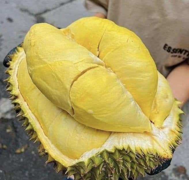 Các địa chỉ mua sầu riêng uy tín tại Hà Nội