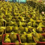 Giá Sầu Riêng Xuất Khẩu Sang Trung Quốc Hiện Nay Bao Nhiêu?