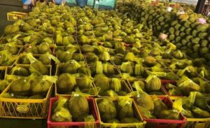 Giá Sầu Riêng Xuất Khẩu Sang Trung Quốc Hiện Nay Bao Nhiêu?