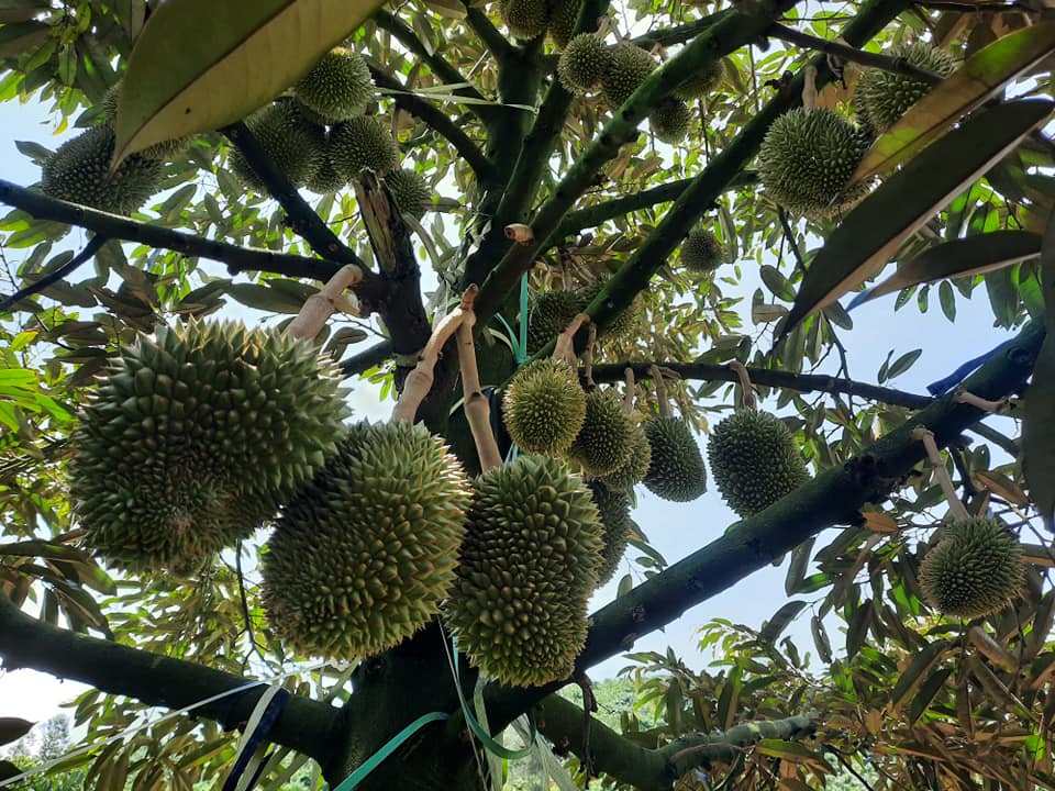 Tại sao nên chọn sầu riêng Bảo Lộc?