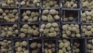 Cách Bảo Quản Sầu Riêng Nguyên Quả Tươi Lâu Không Hư