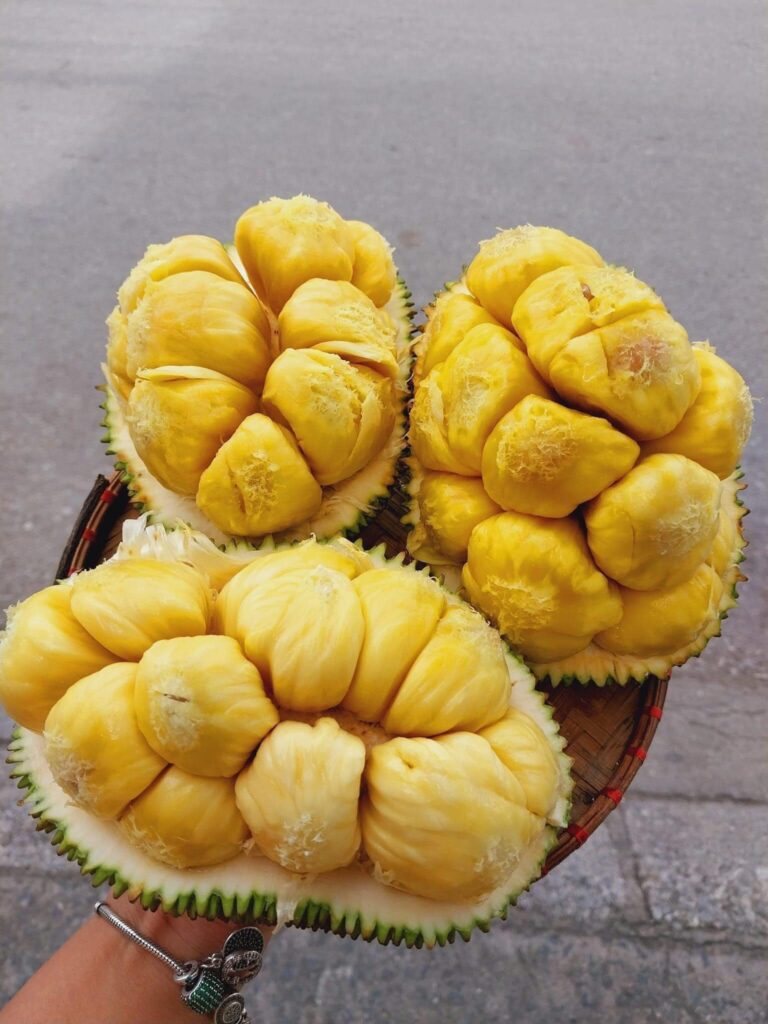 Công dụng và lợi ích của giống mít sầu riêng