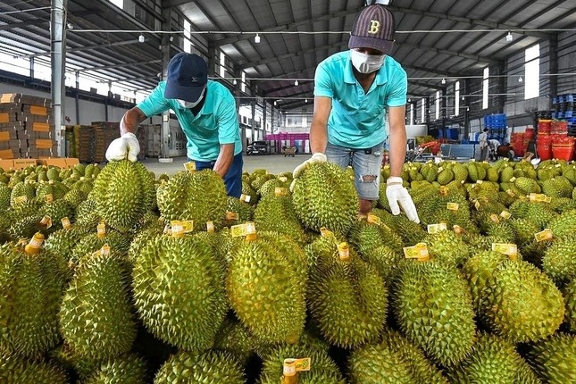 Ký hợp đồng mua sầu riêng ở đâu uy tín và chất lượng?