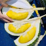 Sầu riêng D24 là gì? Tất tần tật về giống sầu riêng D24