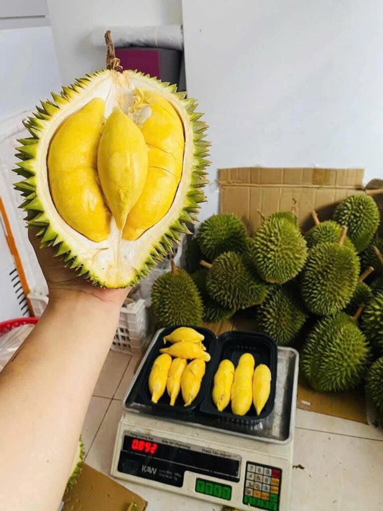 Vựa Sầu Riêng Đức Huy – Nguồn hàng chất lượng cao