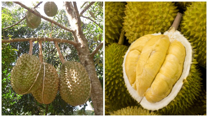Sầu Dona có hương vị nhẹ nhàng và thanh thoát, không quá ngọt hay quá béo